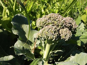 Organic Broccoli Rockford, IL