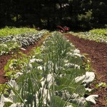 Onion and Cauliflower companion planting