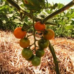 Sun Gold Cherry Tomatoes