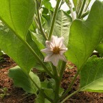 Organic Eggplant Blossom
