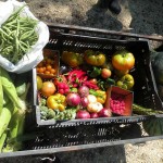 Freshly picked organic produce Rockford, IL