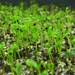 Arugula sprouting
