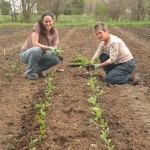 Planting organic vegetables